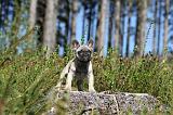 BOULEDOGUE FRANCAIS 340